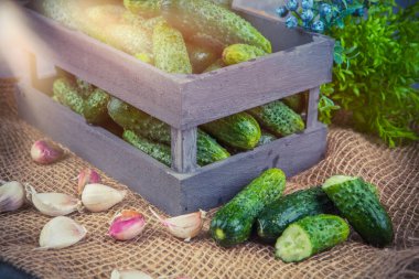 Gri arka planda tahta bir kutuda taze yeşil salatalıklar..