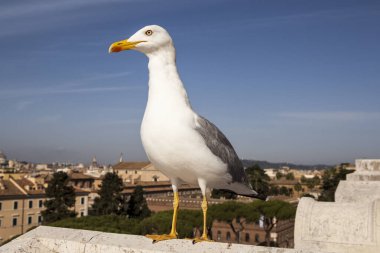 Martılar ya da halk arasında martılar, Larinae alt familyasının deniz kuşlarıdır. En yakın akrabaları deniz kırlangıçları ve kayganlaştırıcılar, auklar ile uzaktan akraba, ve hatta balıkçılarla daha da uzak akrabadır.