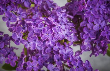 leylak çiçekleri dalı