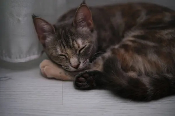 Gray kitten house cat sleeping o the white floor.Tricolor domestic cat falls asleep comfortably.World cat day.