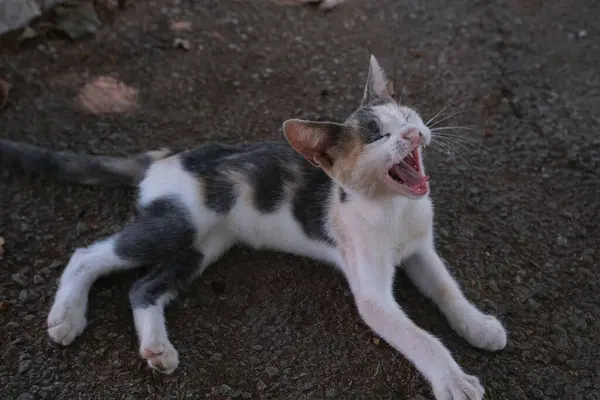 Kleine Straat Tabby Kat Geeuwen Een Schattig Driekleurig Kitten Rusten — Stockfoto
