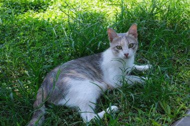 Gri beyaz tekir kedi çimenlerin üzerinde yatıyor. Sokak kedisinin yeşil çimlerin arasından kameraya baktığı fotoğraf.
