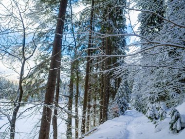 Ormanda bir patika. Karlı havada, orman parkında kar beyazı. Karların altındaki firavun ağaçları. Kışın dağ ormanı. Noel manzarası. Karpat Dağları, Ukrayna, Avrupa