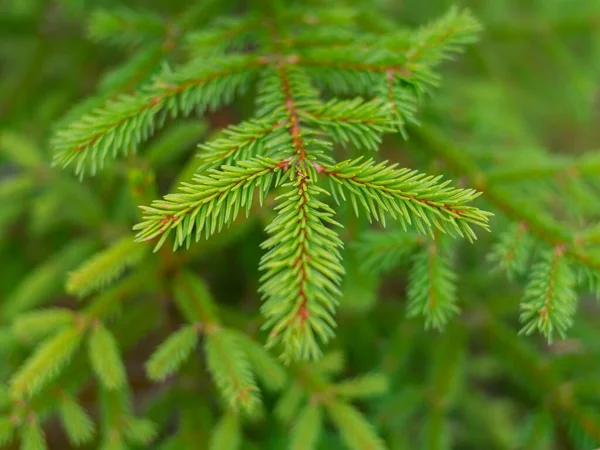 Різдвяний Фон Красивим Зеленим Сосновим Деревом Крупним Планом Копіювати Простір — стокове фото