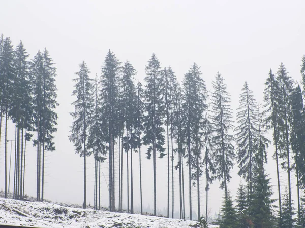 Зимний Лес Карпатах Украина Близ Буковеля Деревья Покрыты Снегом Красивые — стоковое фото