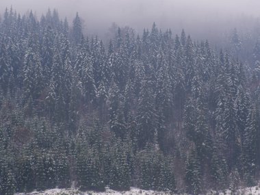 Karpatlar 'da kış ormanı, Ukrayna, Bukovel yakınlarında. Karla kaplı ağaçlar. Karda çam ağaçları olan güzel doğa manzarası. Bulutlu bir günde kozalaklı ormanlı manzaralar..