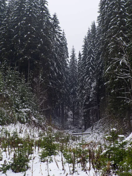 Зимний Лес Карпатах Украина Близ Буковеля Деревья Покрыты Снегом Красивые — стоковое фото