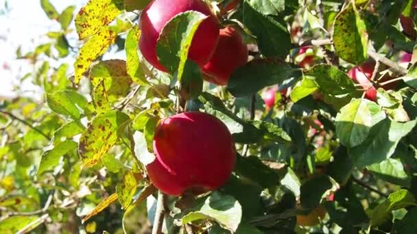 被Monilia Fructigena感染的果实 苹果在花园里被真菌病破坏了 坏了的苹果农耕 林木病防治等概念 疟原虫病果园问题 — 图库视频影像