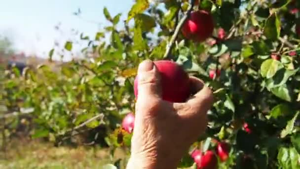 Frukter Infekterade Monilia Fructigena Äpple Skadat Svampsjukdom Trädgården Handen Plockar — Stockvideo