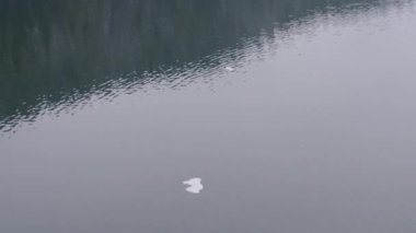 Ukrayna, Karpatlar 'da kış gölü ve orman. Bulutlu bir günde kozalaklı ormanlı manzaralar. Bukovel 'in modern popüler kayak merkezinin manzarası. Bukovel 'de Gençlik Gölü Kışın. 