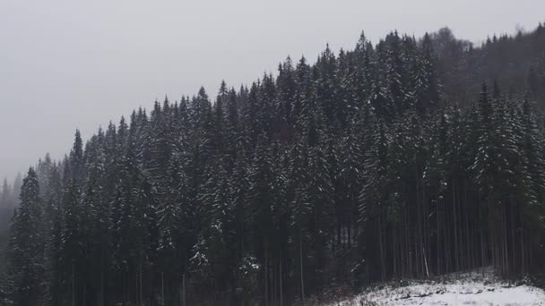 Зимнее Озеро Лес Карпатах Украина Пейзажи Хвойными Лесами Облачный Снежный — стоковое видео