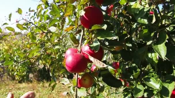 Frukter Infekterade Monilia Fructigena Äpple Skadat Svampsjukdom Trädgården Handen Plockar — Stockvideo