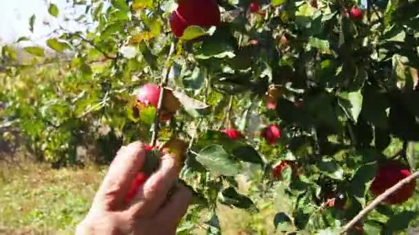 Frutas Infectadas Por Monilia Fructigena Maçã Danificada Por Doença Fúngica — Vídeo de Stock