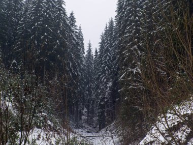 Karpatlar 'da kış ormanı, Ukrayna, Bukovel yakınlarında. Karla kaplı ağaçlar. Karda çam ağaçları olan güzel doğa manzarası. Bulutlu bir günde kozalaklı ormanlı manzaralar..