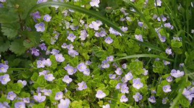 Veronica Persica yeşil arka planda. Arazi hız kuyusu Bireye Speedwell olarak da bilinir. Bahar bahçesinde mavi çiçekler. Mavi Veronica Hederifolia. Seçici Odaklanma. Görüntü