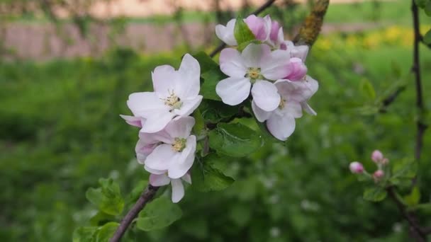 Flor Maçã Jardim Ventoso Primavera Flores Brancas Ramo Uma Árvore — Vídeo de Stock