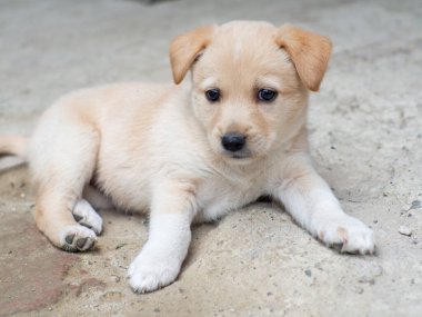 Bahçedeki küçük şirin köpek. Üzücü bej sokak köpeği kameraya bakıyor. Sokak Köpeği umutla evlat edinilmek istiyor. Evsiz köpek yerde yatıyor..