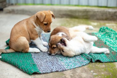 Small cute dogs in the yard on the carpet. Beige, brown and white stray dogs playing on the green fabric.  clipart