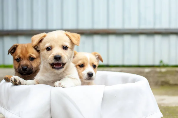 Kleine Süße Hunde Hof Beige Und Braune Streunende Hunde Einer — Stockfoto