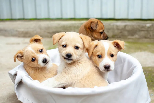 Маленькие Милые Собачки Дворе Бежевые Коричневые Бродячие Собаки Коробке Покрытой — стоковое фото