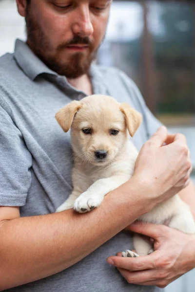 Man Holding Cute Beige Puppy Hands Homeless Little Dog Outdoor — Stock Photo, Image