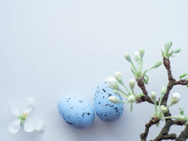 Mutlu Paskalyalar, beyaz konsept. Beyaz arka planda paskalya süslemeleri ve fotokopi alanı. Paskalya tebrik kartı. Düz yatıyordu. Elma ağacı dalı, mavi yumurta ve beyaz çiçek. Paskalya tatilini kutluyoruz..