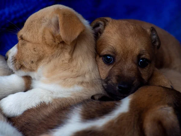 Kulkukoiralauma Koiranpennut Nukkuvat Päällekkäin Kodittomien Eläinten Ongelma Katupentuparvi Nukkuu Yhdessä — kuvapankkivalokuva