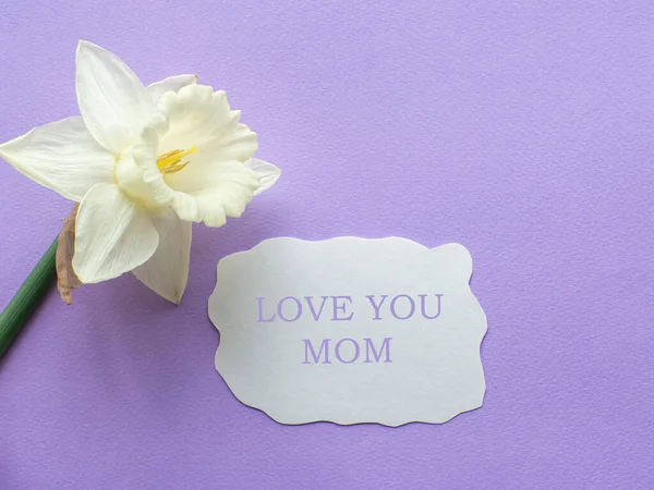 Daffodils flower and card with Love you mom on lilac background. Mothers Day greeting card. Sheet of paper with text and narcissus on purple background. Congratulations note flat lay.