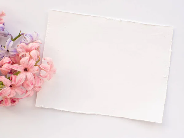 Рожеві Бузкові Гіацинтові Квіти Білому Тлі Копіювальним Простором День Матері — стокове фото