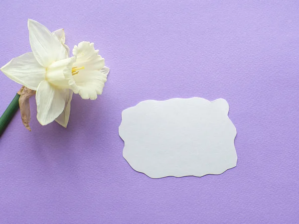 Daffodils flower and card with copy space on lilac background. Mothers Day greeting card. Sheet of paper for text and narcissus on purple background. Congratulations note flat lay.