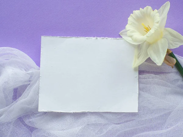 Квітка Картка Копіювальним Простором Бузковому Тлі День Матері Листівка Вітання — стокове фото