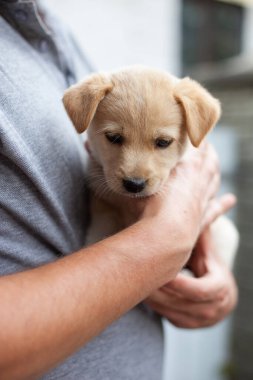 Elinde sevimli bej köpek yavrusu tutan bir adam. Evsiz küçük köpek dışarıda. Köpek yavrusu üzgün ve korkmuş. Bir hayvanın kırılganlığı hakkında. Yavru köpekle ilgilenmek.