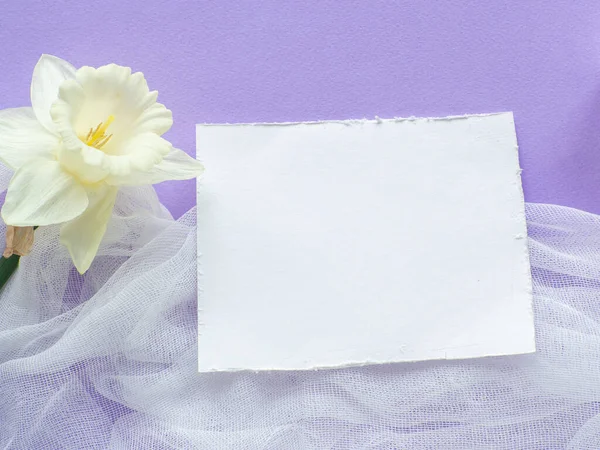 Påskliljor Blomma Och Kort Med Kopieringsutrymme Lila Bakgrund Mors Dag — Stockfoto