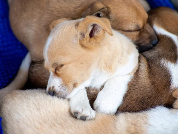 Pack of stray dogs. Puppies sleeping stacked on top of each other. The problem of homeless animals. A flock of street puppies sleep on the together on the carpet. Dogs need home.