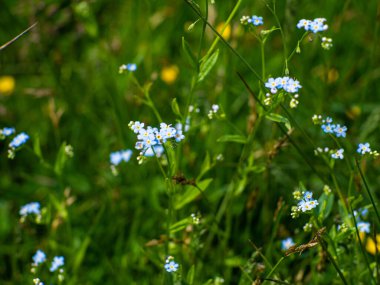 Kapan vahşi unutma beni, Myosotis. Taze mavi çiçeklerin ve yeşil yaprakların arka planı bir yaz bahçesinde. Myosotis scorpioides, uzun ömürlü ve özellikle Avrupa 'da yaygındır..