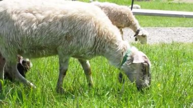 Yeşil çimlerde otlayan koyun sürüsü. Çiftçilik. Yakın plan. Koyun besleme anı. Aç hayvanlar yeşil ot yer. Boynunda çan olan tüylü koyunlar güneşli bir günde Karpat dağlarında otlar..