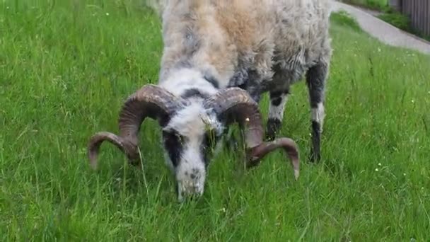 Owce Pasą Się Zielonej Trawie Rolnictwo Zbliżenie Moment Karmienia Owiec — Wideo stockowe