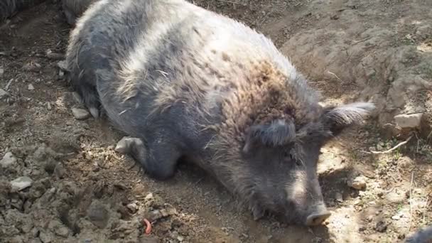 在炎热的日子里 一只懒惰的野猪闭着眼睛躺在地上的阴影里 灰毛猪Sus Scrofa睡在地上的围场里 懒惰的概念 靠近点 — 图库视频影像