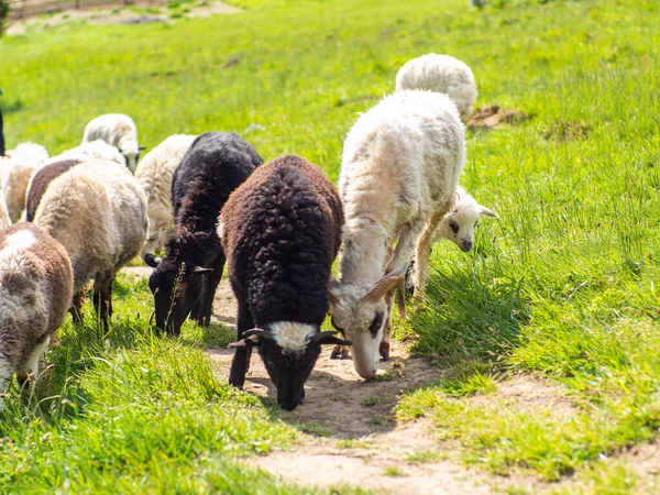 Herd of sheep grazing in green grass. Farming. Close-Up. Sheep feeding moment. Hungry animals eats green grass. Fluffy sheep with bell on neck graze in carpathian mountains on a sunny day.