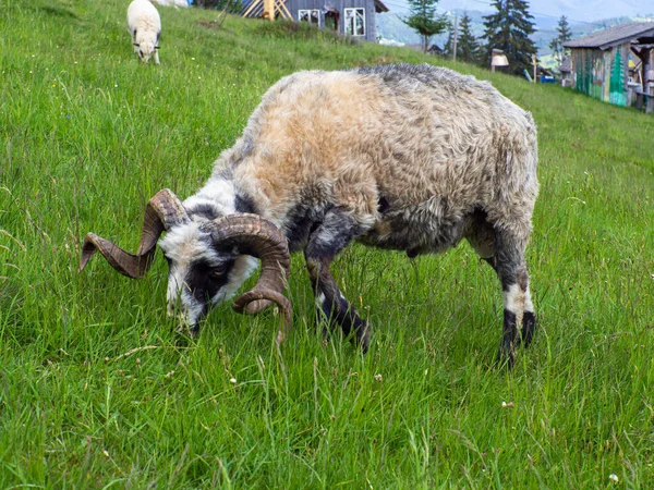 Sheep grazing in green grass. Farming. Close-Up. Sheep feeding moment. Hungry animal eats green grass. Fluffy sheep with bell on neck and big horns graze in carpathian mountains on a sunny day.