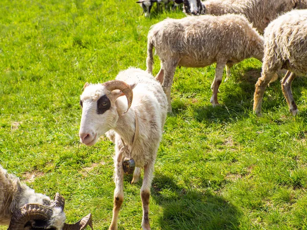 Sheep Grazing Green Grass Farming Close Sheep Feeding Moment Hungry — Stock Photo, Image