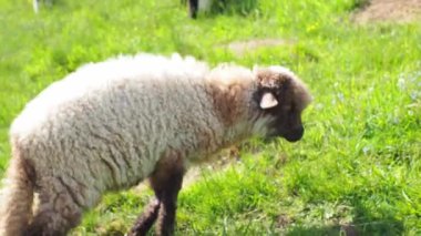 Yeşil çimlerde otlayan koyunlar. Çiftçilik. Yakın plan. Koyun besleme anı. Aç hayvan yeşil ot yer. Karpatya dağlarında güneşli bir günde pofuduk kuzunun portresi.
