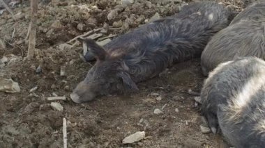  Sıcak bir günde gözleri kapalı, tembel bir yaban domuzu yerde yatıyor. Gri tüylü domuz Sus Scrofa çayırda uyuyor. Tembel Kavram. Kapat.