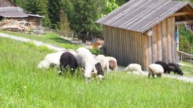 Yeşil çimlerde otlayan koyun sürüsü. Çiftçilik. Yakın plan. Koyun besleme anı. Aç hayvanlar yeşil ot yer. Boynunda çan olan tüylü koyunlar güneşli bir günde Karpat dağlarında otlar..