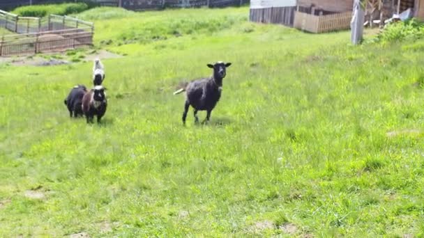 晴れた日にカルパチア山脈を走る首に鐘のあるふわふわの羊 緑の草の羊の放牧 閉鎖中だ 羊の給餌の瞬間 空腹の動物は緑の草を食べる — ストック動画