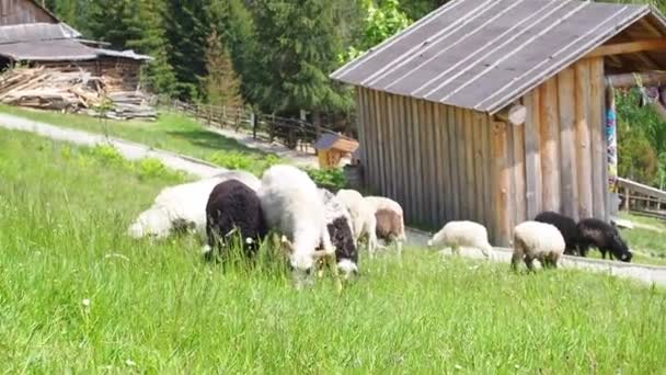 Stado Owiec Pasących Się Zielonej Trawie Rolnictwo Zbliżenie Moment Karmienia — Wideo stockowe
