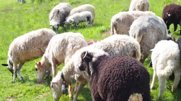 成群的羊在绿草中吃草 羊食时刻 饥饿的动物吃青草 阳光灿烂的日子里 颈项上挂着铃铛的绒毛羊在喀尔巴阡山脉吃草 后视镜 — 图库视频影像