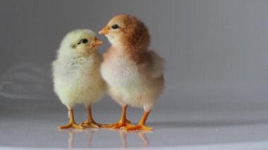 Beyaz üzerine iki küçük kahverengi ve sarı tavuk. Sevimli küçük piliçler. Yeni doğmuş kümes hayvanları, açık arkaplanda kahverengi tavuk gagası. Paskalya, çiftlik konsepti. Seçici odak.
