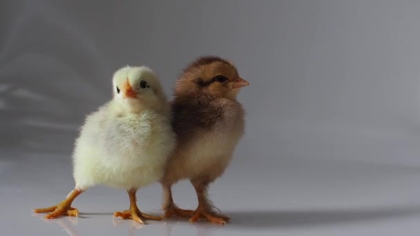 Две Маленькие Коричневые Желтые Курицы Белом Очаровательные Маленькие Цыпочки Новорожденные — стоковое видео