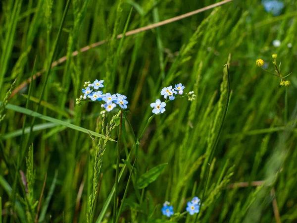 Zamknij Dzikie Zapomnij Mnie Myosotis Tło Świeżych Niebieskich Kwiatów Zielonych — Zdjęcie stockowe